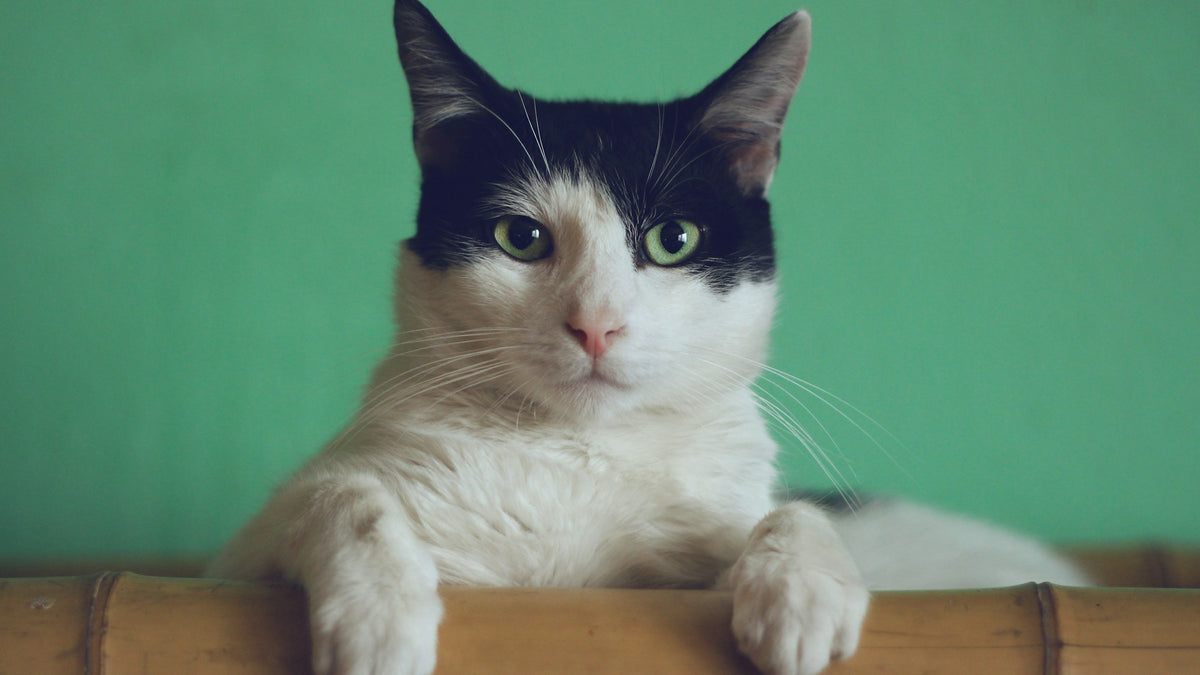 Black and white cat resting its paws on a bamboo shelf against a teal wall